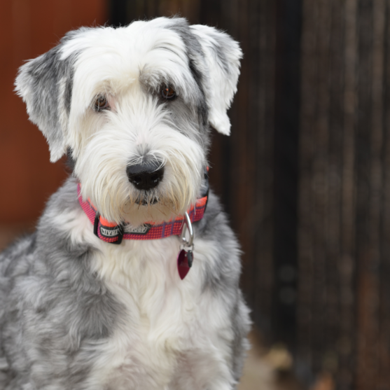 Mini Sheepadoodle Puppy For Sale - Seaside Pups